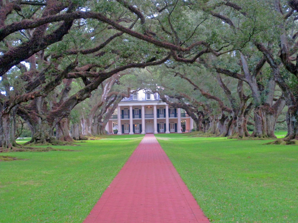 Beautiful Oaktree Lined walkway up to a Mansion